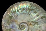 Silver Iridescent Ammonite (Cleoniceras) Fossil - Madagascar #137388-2